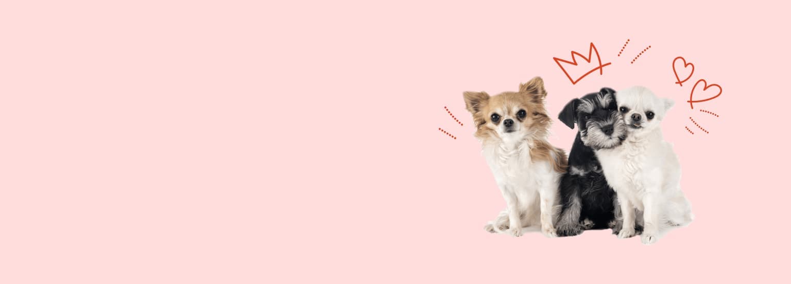 Aqui Você Encontra Tudo Para Seu Pet