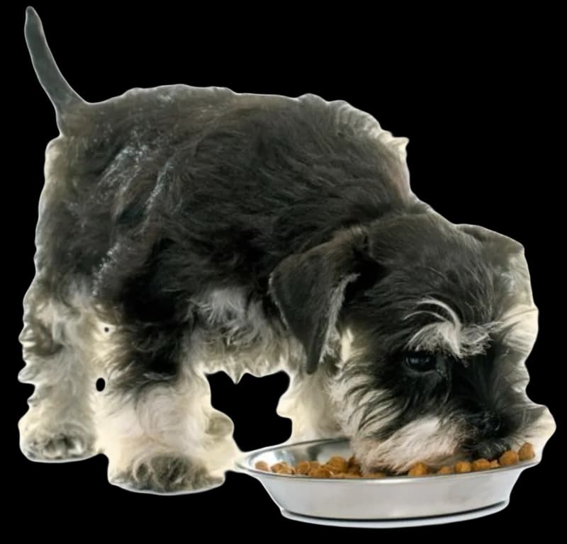 Ração Premium Adulto